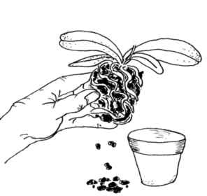 remove the orchid from its pot and shake off the old bark